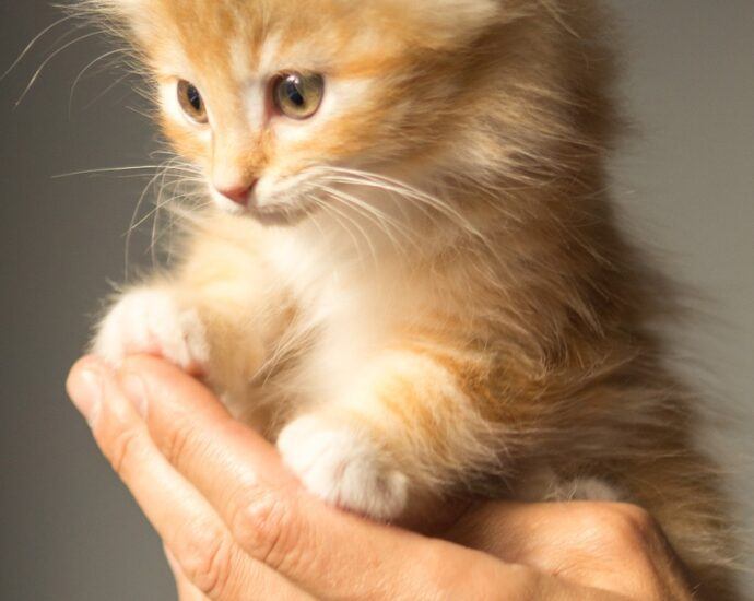 Fluffy Kitten being held in a person's hand