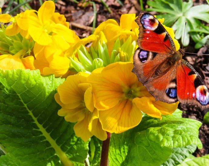 Brightly colored butterfly sitting on a bunch of flowers