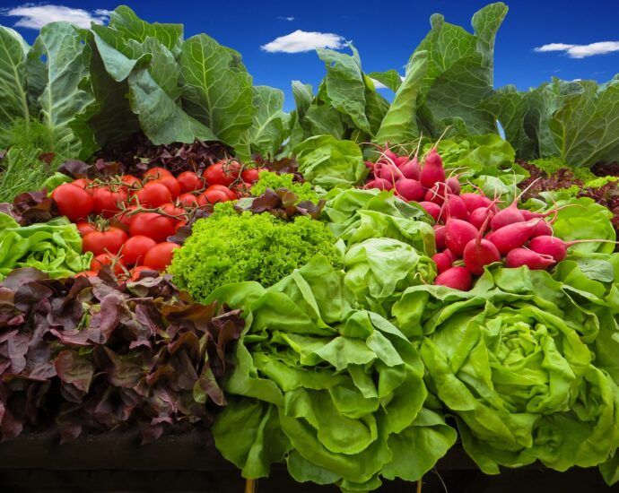 Outdoor picture of an assortment of many lettuces and other greens, tomatoes, and radishes