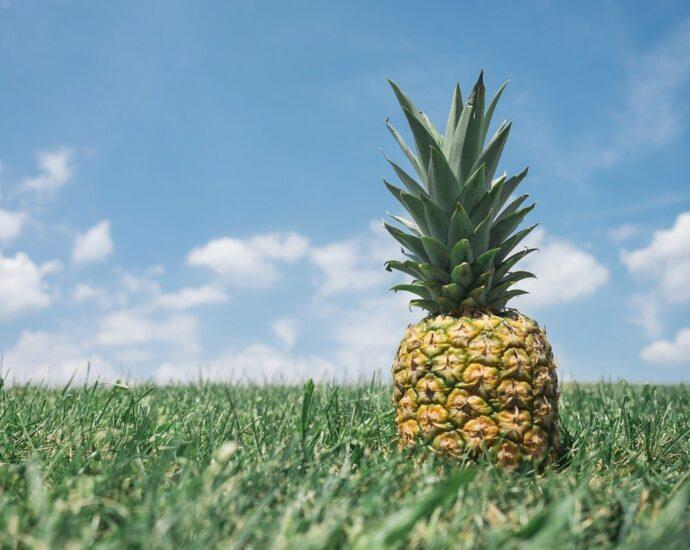 Whole pineapple fruit sitting in grass, with the sky and clouds in the background.