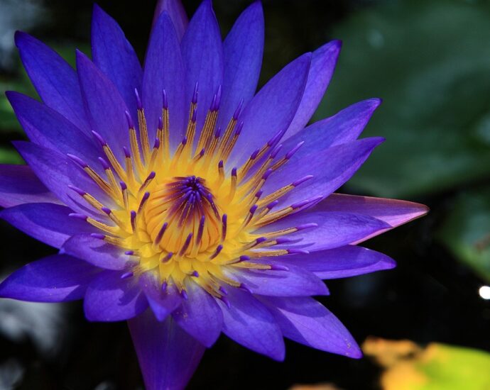 blue lotus flower bloom